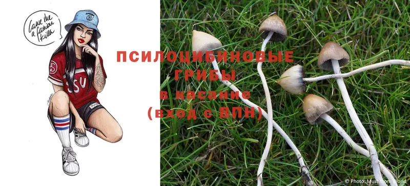 купить закладку  Нерехта  Галлюциногенные грибы MAGIC MUSHROOMS 